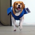 KLM dog viral video