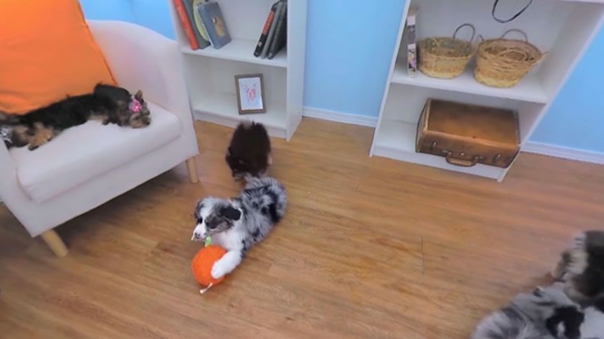 Orapup Packs Puppy Love in First 360-Degree Product Commercial