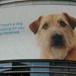 Battersea Dogs & Cats Home campaign