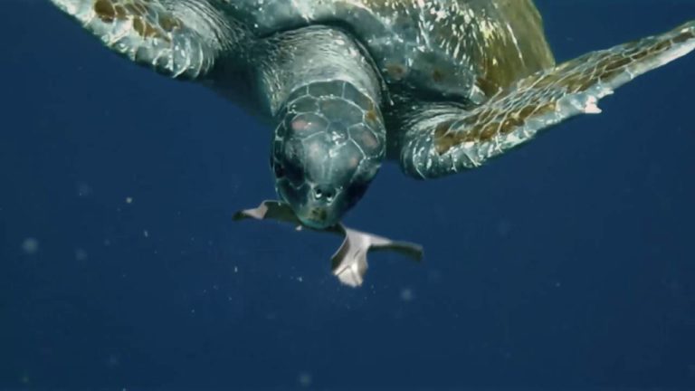 Saltwater Brewery Plays Safe with Edible Six-Pack Rings