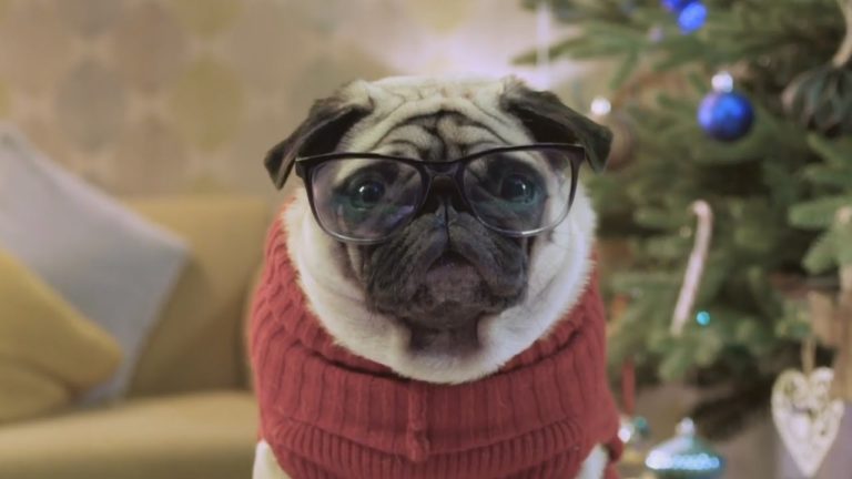 Vision Direct Saves Holidays with Gizmo the Pug