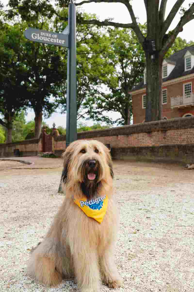 Colonial Williamsburg's mascot, Liberty the dog.