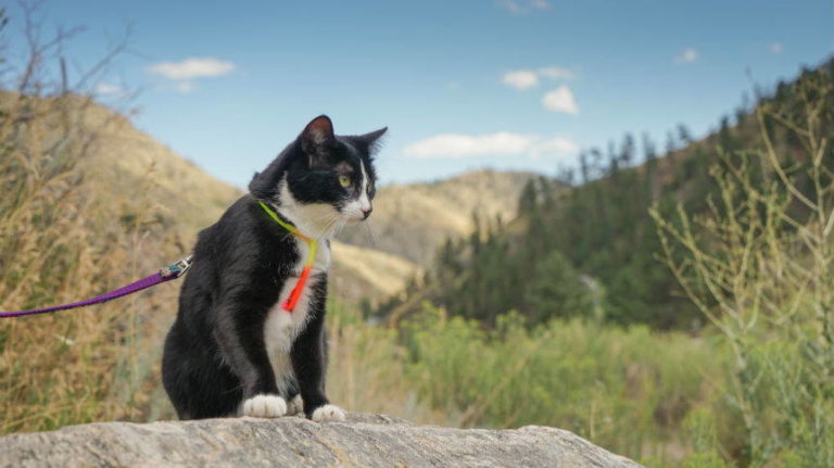 Petsmart Collaborates With Adventure Cats for Feline Pet Gear