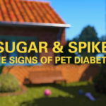 Merck Animal Health Introduces Pet Diabetes Educational Programme