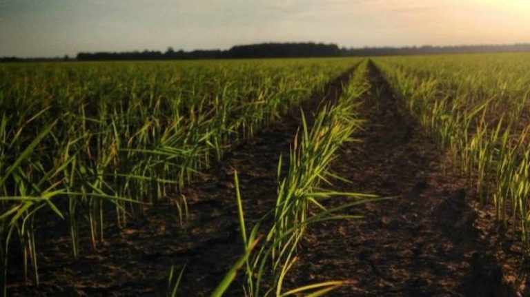 Anheuser-Busch and USA Rice to Strengthen American Rice Industry