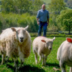 Tesco new contracts for lamb farmers