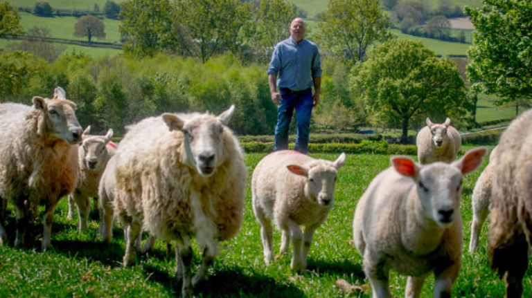 Tesco Improves Cost of Production Contracts for British Lamb Farmers