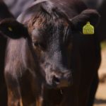 Tesco Farmers to Benefit from New Beef Contracts