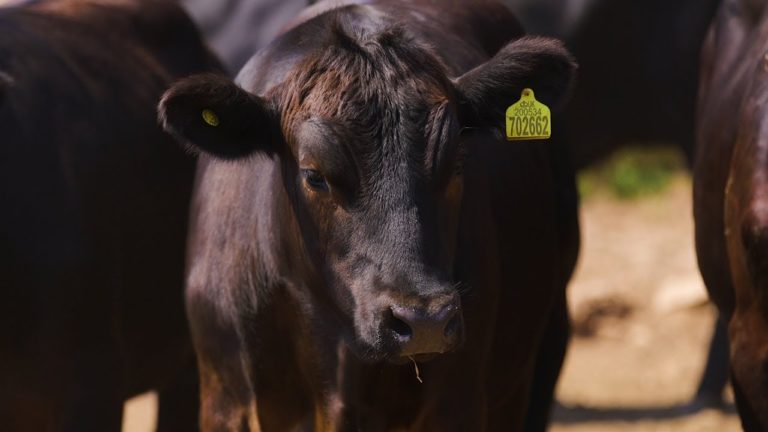 Tesco Farmers to Benefit from New Beef Contracts