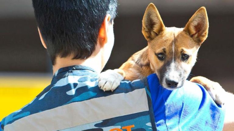 Aeroflot Presents Shalaika Sniffer Dogs