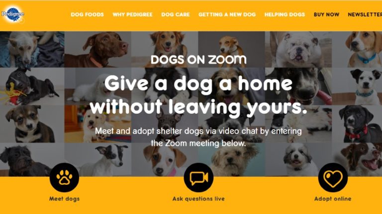 Pedigree launches virtual pet adoption with “Dogs On Zoom” campaign