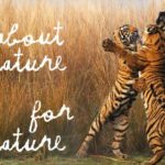 Kenzo announces partnership with World Wide Fund for Nature (WWF)