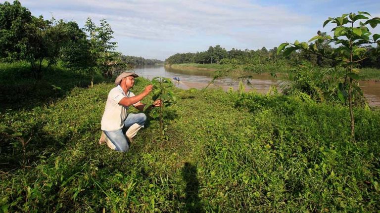 Nestlé announces plan to plant three million trees in Malaysia by 2023