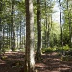 IKEA launches new 2030 forest agenda for improved forest management