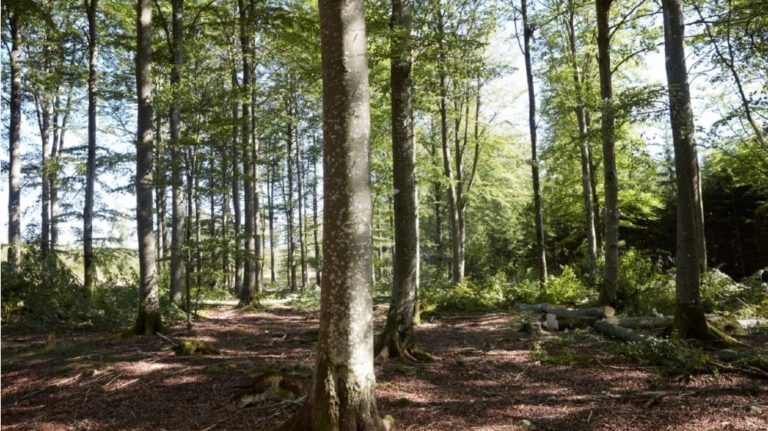 IKEA launches new 2030 forest agenda for improved forest management