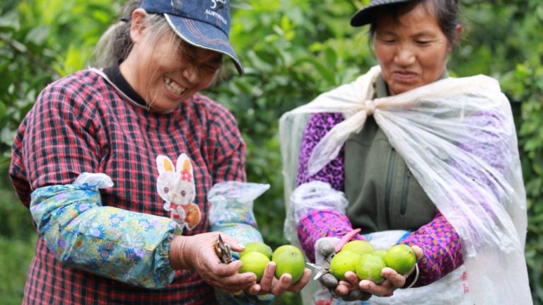 Corona comes to the aid of China’s struggling lime farmers