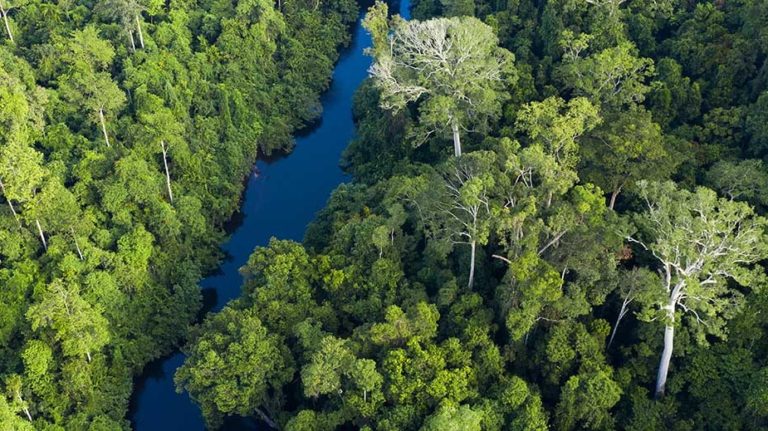 Nestlé to help protect and restore forest landscapes in Southeast Asia