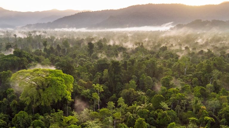 Puma commits to protecting forests in partnership with NGO Canopy