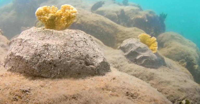 Medalla Light Works To Rebuild Coral Reefs