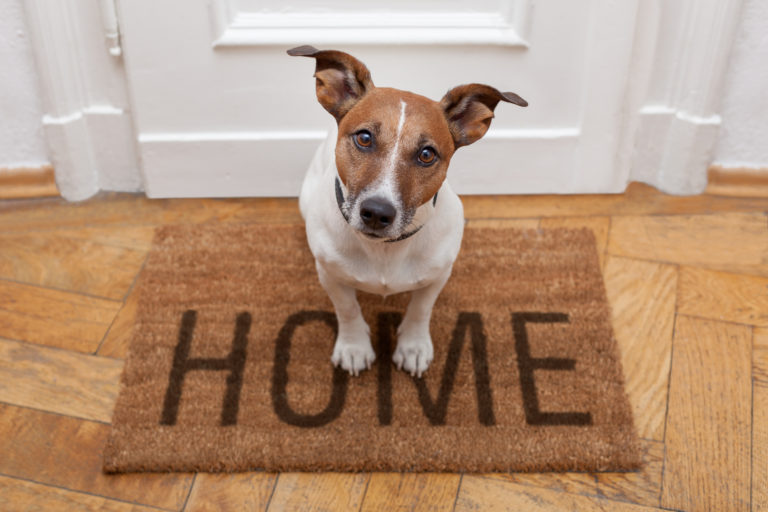 Pets at Home Sales Rise Driven By Loyalty Scheme