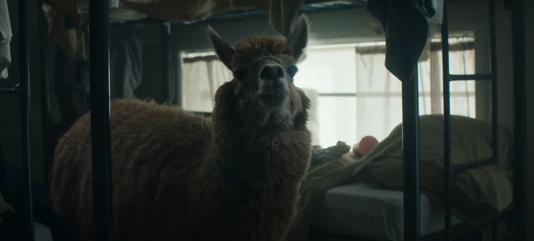 Llama from Hans Brinker Hostel Ad